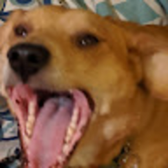 Meet your Posher, Ruth - Picture 1 of 1